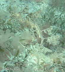Phycodurus eques