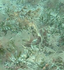 Phycodurus eques