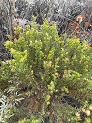 Deinandra minthornii