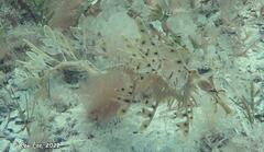 Phycodurus eques