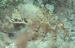 Phycodurus eques