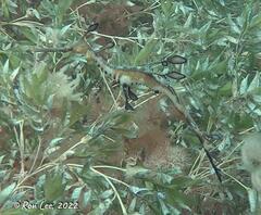 Phyllopteryx taeniolatus