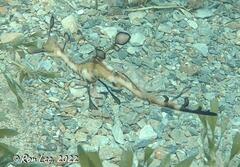 Phyllopteryx taeniolatus