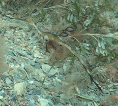 Phyllopteryx taeniolatus