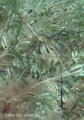 Phyllopteryx taeniolatus