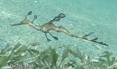 Phyllopteryx taeniolatus