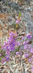 Calytrix leschenaultii