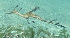 Phyllopteryx taeniolatus