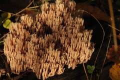 Artomyces pyxidatus