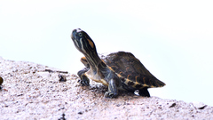 Trachemys venusta cataspila