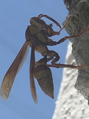 Polistes major
