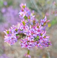 Calytrix leschenaultii