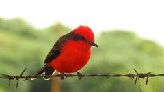 Pyrocephalus rubinus