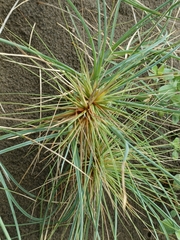 Spinifex littoreus