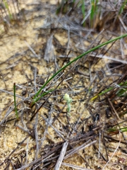 Pterochaeta paniculata