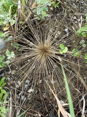 Spinifex littoreus