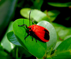 Phauda flammans