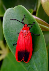 Phauda flammans