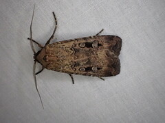Agrotis infusa