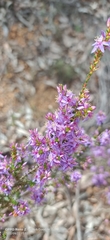 Calytrix leschenaultii