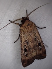 Agrotis infusa