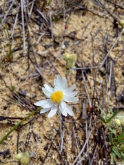 Hyalosperma cotula
