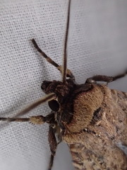 Agrotis infusa