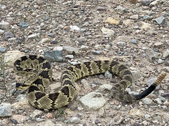 Crotalus molossus molossus
