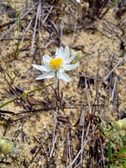 Hyalosperma cotula