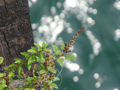 Amaranthus viridis