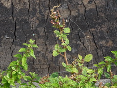 Amaranthus viridis