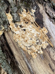 Neoantrodia serialis