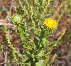 Grindelia nuda