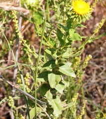 Grindelia nuda