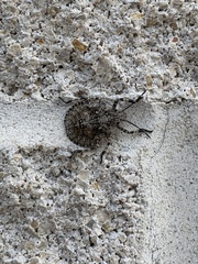 Brochymena