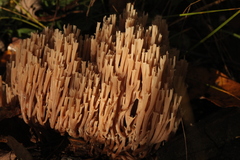 Artomyces pyxidatus