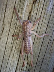 Gryllacrididae