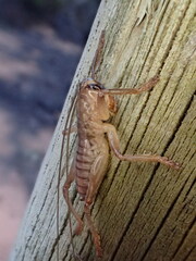 Gryllacrididae