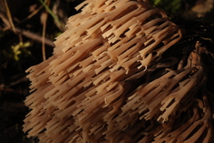 Artomyces pyxidatus