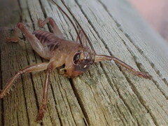 Gryllacrididae