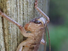 Gryllacrididae