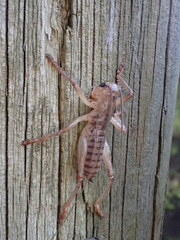 Gryllacrididae
