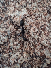 Camponotus angusticollis