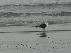 Larus dominicanus dominicanus