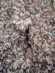 Camponotus angusticollis