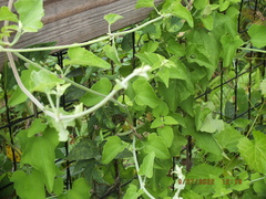 Mikania cordifolia
