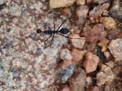 Camponotus angusticollis