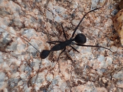 Camponotus angusticollis