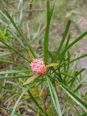 Lambertia formosa