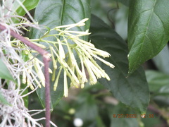 Cestrum nocturnum